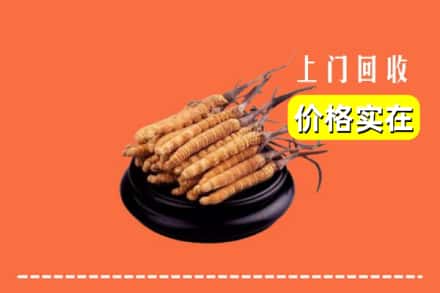 温州市乐清回收冬虫夏草